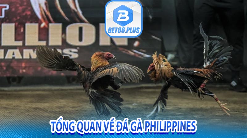 Tổng quan về đá gà Philippines