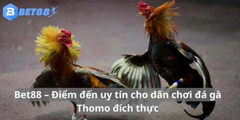  Điểm đến uy tín cho dân chơi đá gà Thomo đích thực