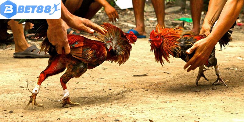 Cách xem vảy gà tốt xấu giúp hội viên lựa được gà chiến phù hợp