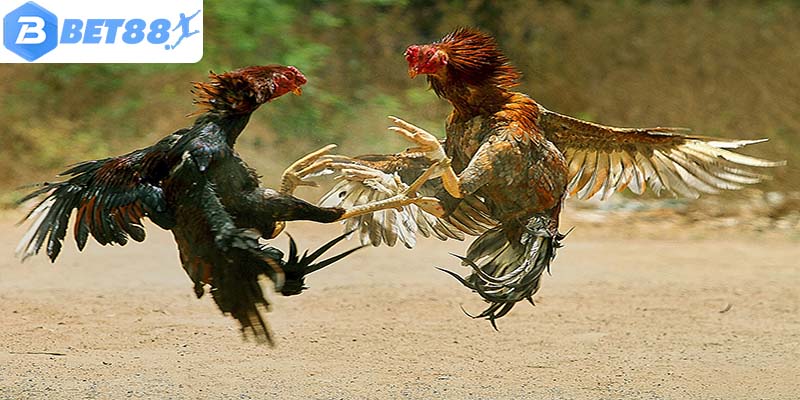 Đừng quên học cách xem vảy xấu để tránh lựa chọn nhầm gà chiến