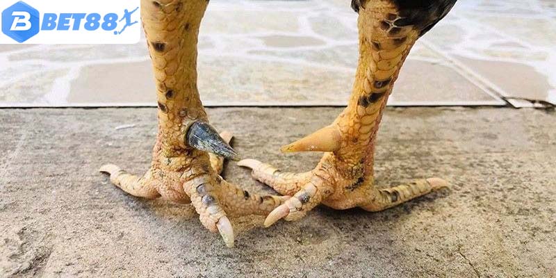 Nhớ kỹ các loại vảy tốt để đặt cược khi chơi