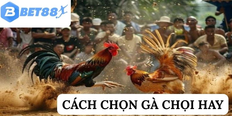 Cách chọn gà chọi hay