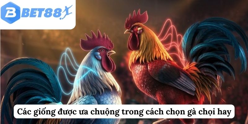 Các giống được ưa chuộng trong cách chọn gà chọi hay