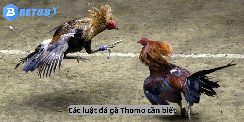 Các luật đá gà Thomo cần biết