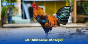 cách nuôi gà đá chân mạnh
