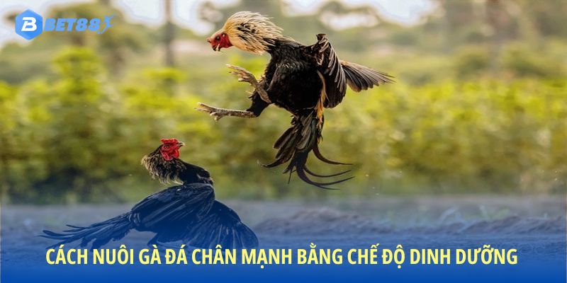 Chế độ dinh dưỡng nền tảng cho đôi chân khỏe mạnh