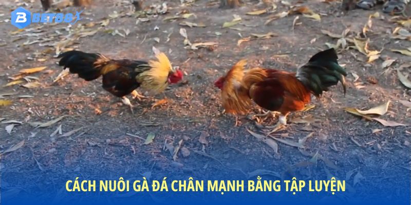 Phương pháp huấn luyện giúp gà đá sở hữu chân khỏe vượt trội