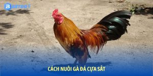 Cách nuôi gà đá cựa sắt