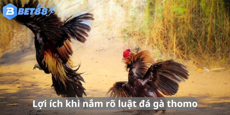 Các lợi ích khi nắm rõ luật đá gà Thomo