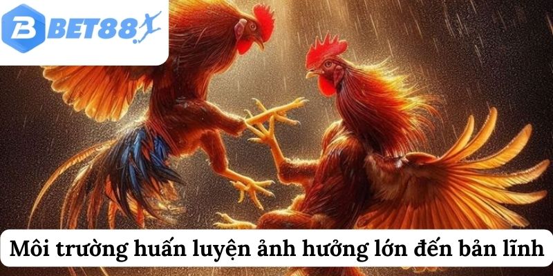 Môi trường huấn luyện ảnh hưởng lớn đến bản lĩnh