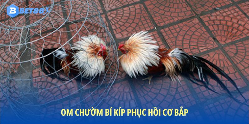 Cách nuôi gà đá chân mạnh bằng cách ủ chườm hỗ trợ phục hồi