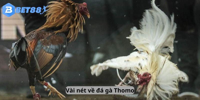 Vài nét về đá gà Thomo